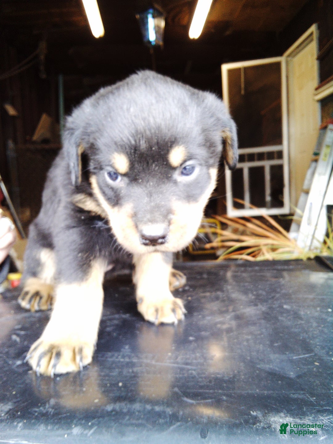 Rottweiler dogs for sale: Rottweiler Puppy 3 - Ad 1