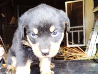 Rottweiler dogs Rottweiler Puppy 3 - Ad 19