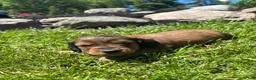Miniature Dachshund dogs for sale: Blazer - Ad 2