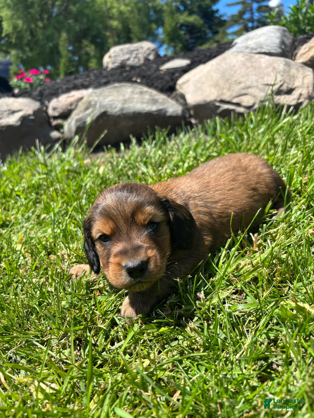 Miniature Dachshund dogs for sale: Blazer - Ad 2