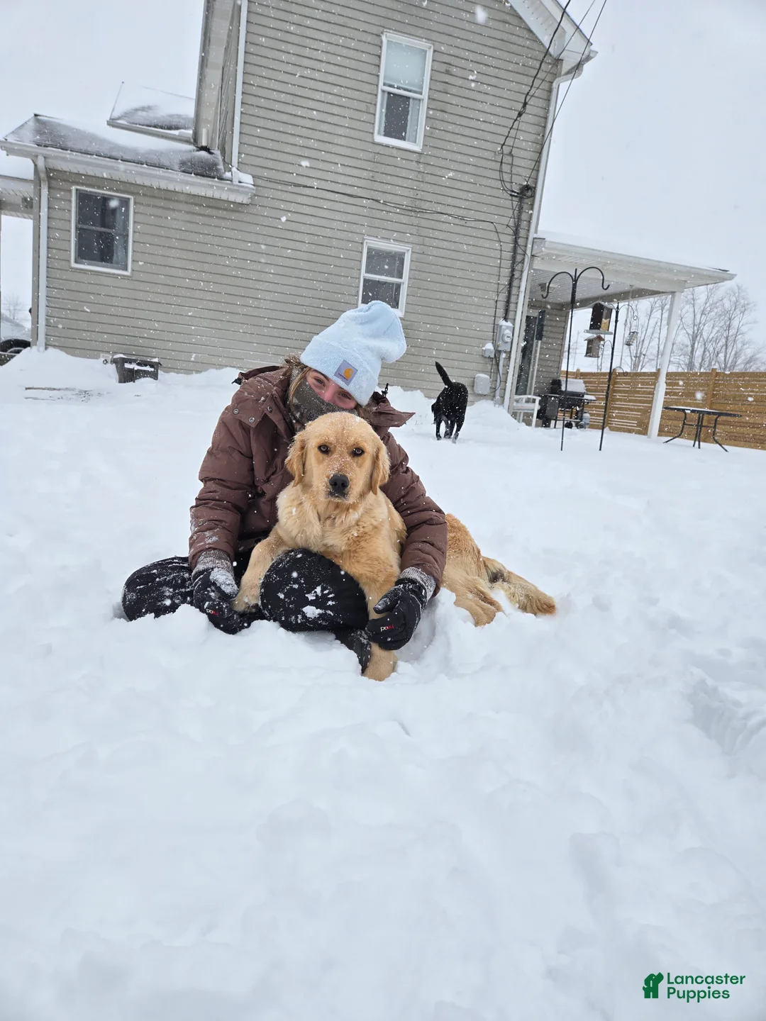 Mixed Breed dogs for sale: Hershey - Ad 6