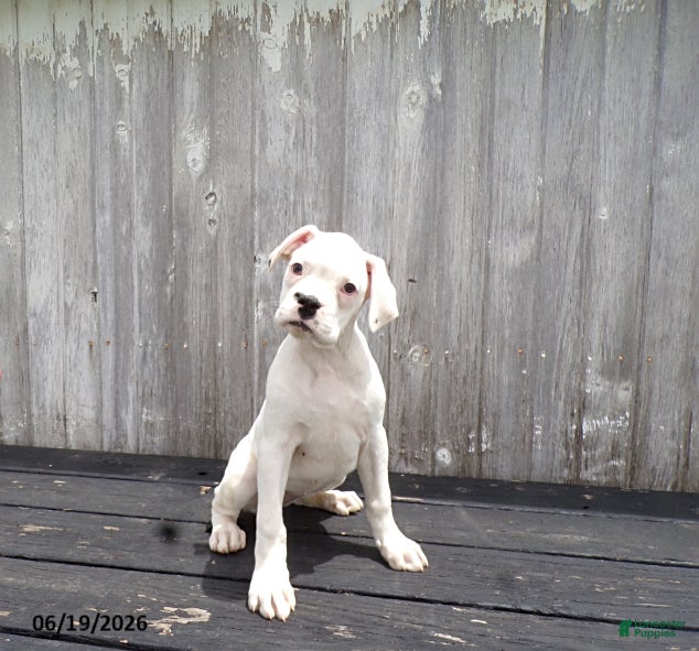 Boxer dogs Flurry - Ad 2