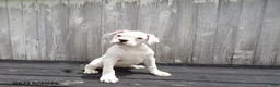 Boxer dogs for sale: Flurry - Ad 2