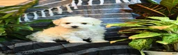 Bichon Frise dogs for sale: Cloud - Ad 1