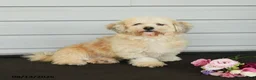 Havanese dogs for sale: Faith - Ad 4