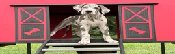 Great Dane dogs for sale: Petunia Great Dane  - Ad 6