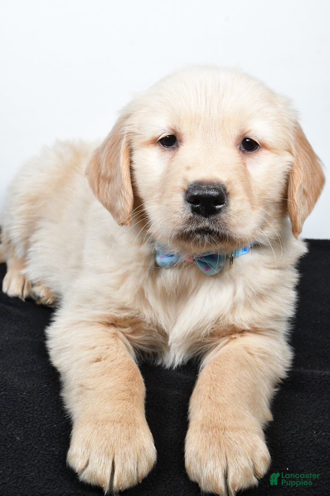 Golden Retriever dogs for sale: Jake - Ad 5