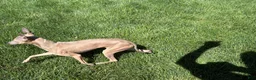 Italian Greyhound dogs for sale: Italian Greyhound Puppy 3 - Ad 8