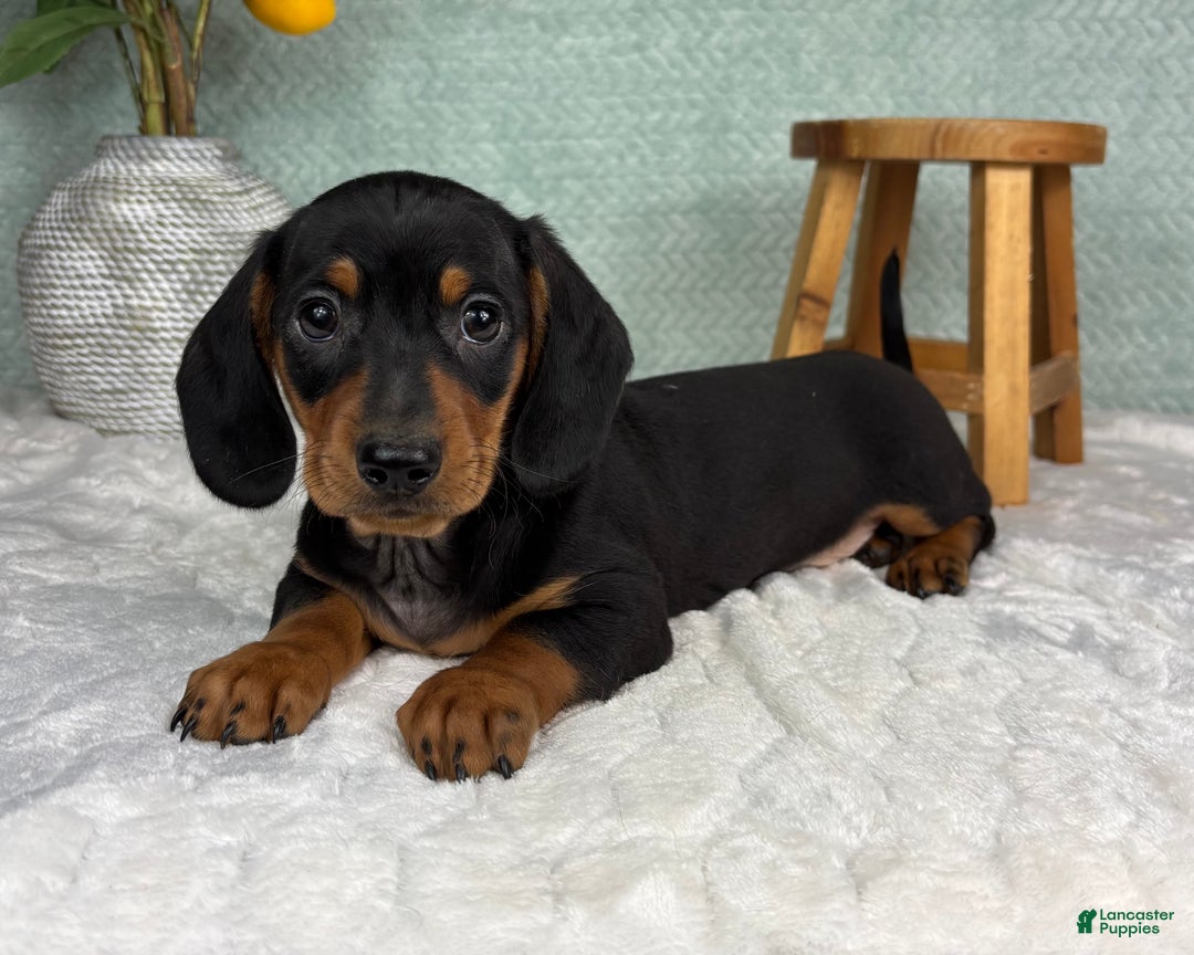 Miniature Dachshund dogs for sale: Dexter  - Ad 4