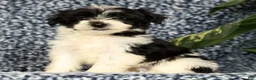 Yorkiepoo dogs for sale: Ringo - Ad 6