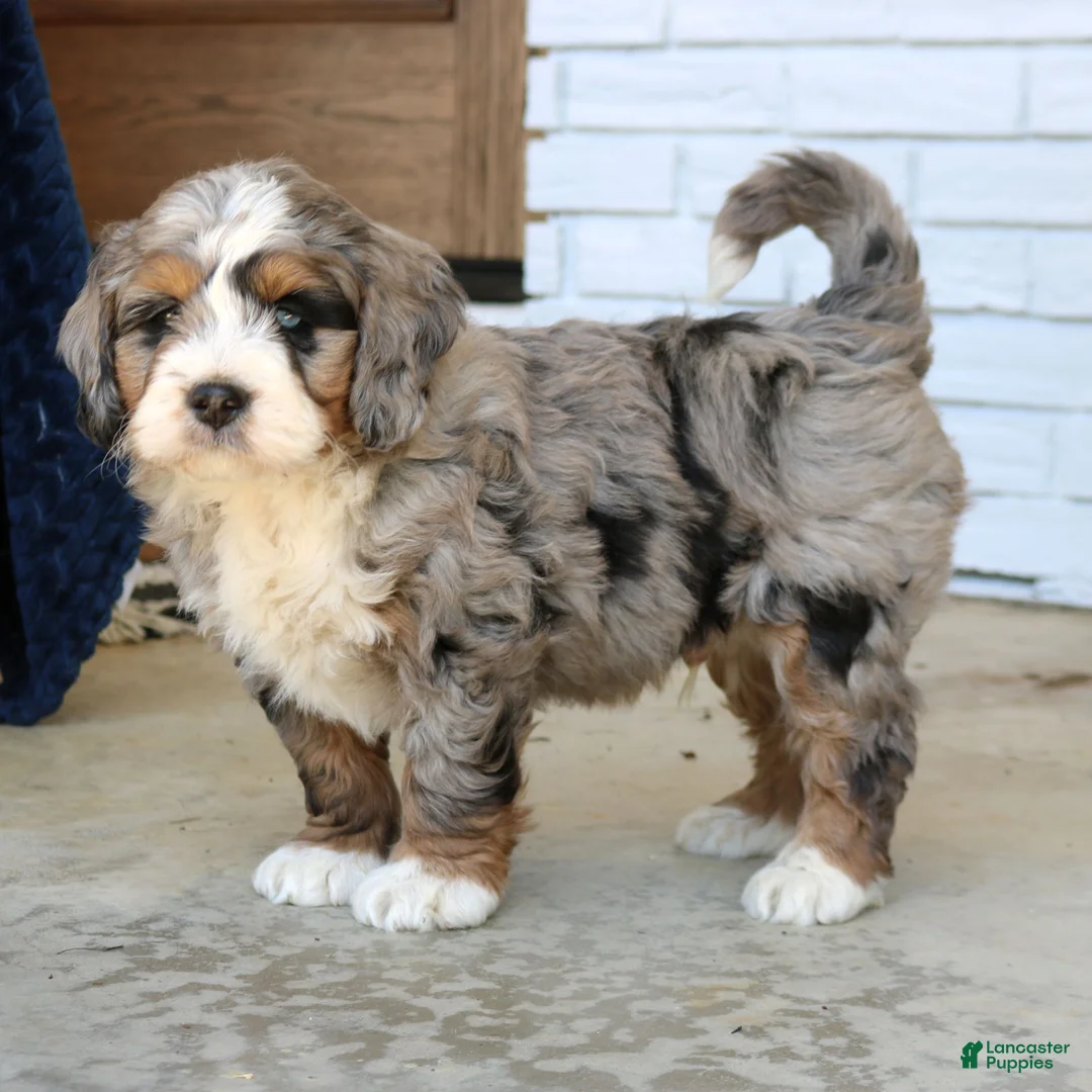 Mini Bernedoodle dogs for sale: Jet  - Ad 4