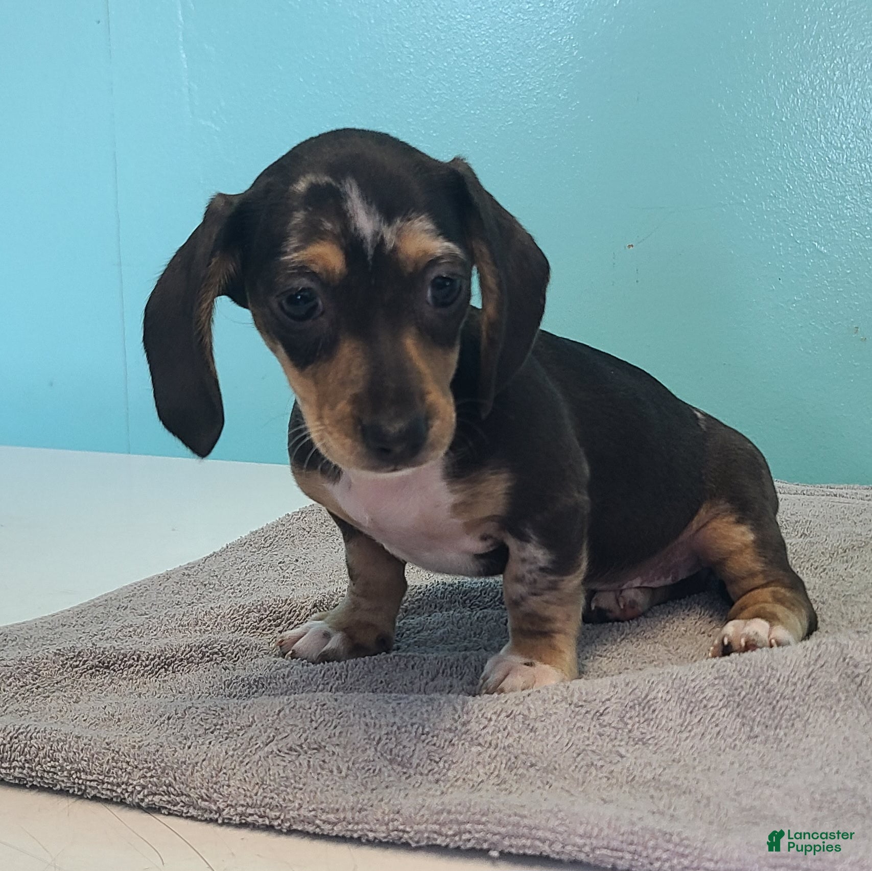 Miniature Dachshund dogs Flora - Ad 2