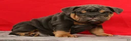 English Bulldog dogs for sale: Tinker - Ad 6