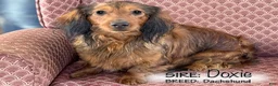 Miniature Dachshund dogs for sale: Max - Ad 6