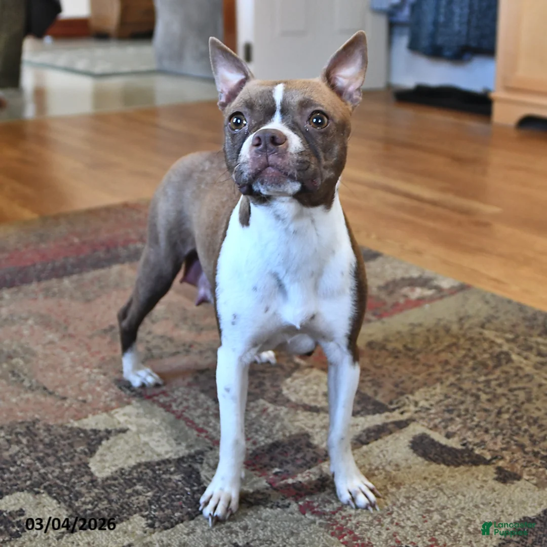 Boston Terrier dogs for sale: Homer - Ad 4