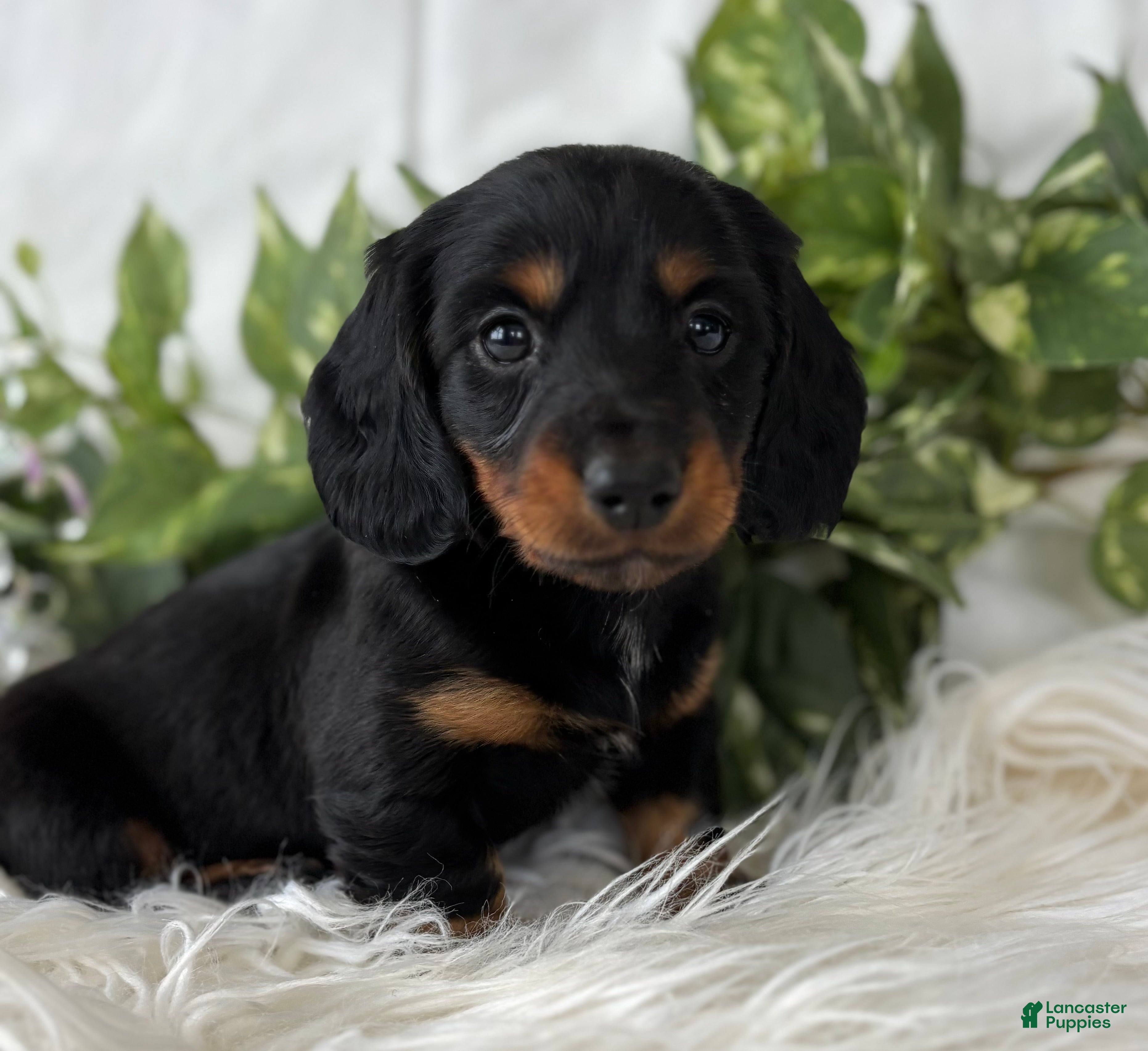 Miniature Dachshund dogs Sugar Gal Miniature Dachshund  - Ad 2