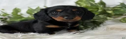 Miniature Dachshund dogs for sale: Sugar Gal Miniature Dachshund  - Ad 2