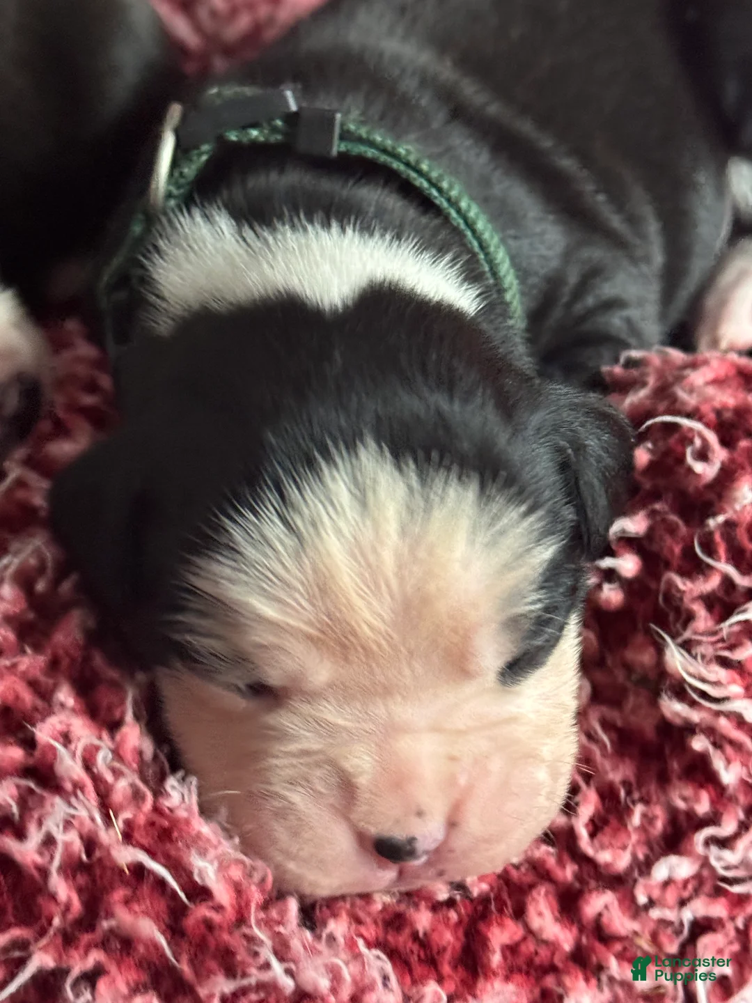 Boxer dogs for sale: Luna  - Ad 20