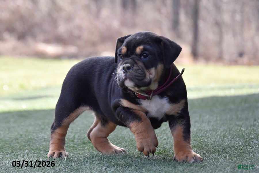 Olde English Bulldogge dogs Wynter - Ad 2