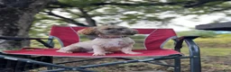 Mixed Breed dogs for sale: Mixed Breed 1 - Ad 7