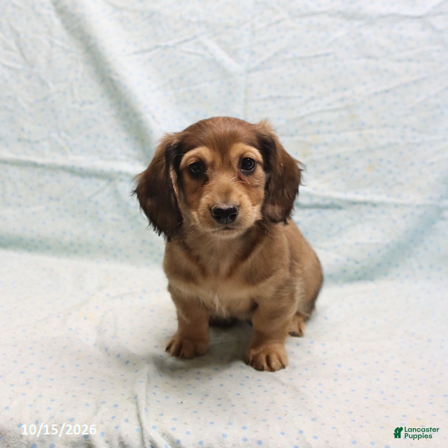 Dachshund dogs Adam - Ad 2
