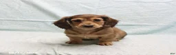Dachshund dogs for sale: Adam - Ad 2