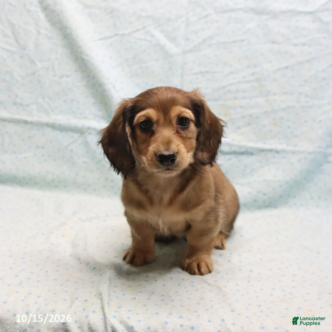 Dachshund dogs for sale: Adam - Ad 2
