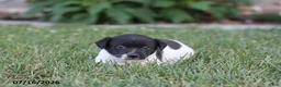 Toy Fox Terrier dogs for sale: Tipper - Ad 13