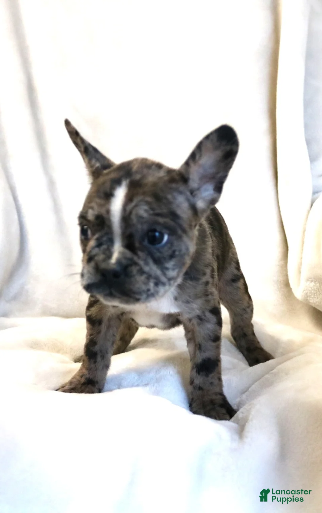 Frenchton dogs for sale: Cassie - Ad 5