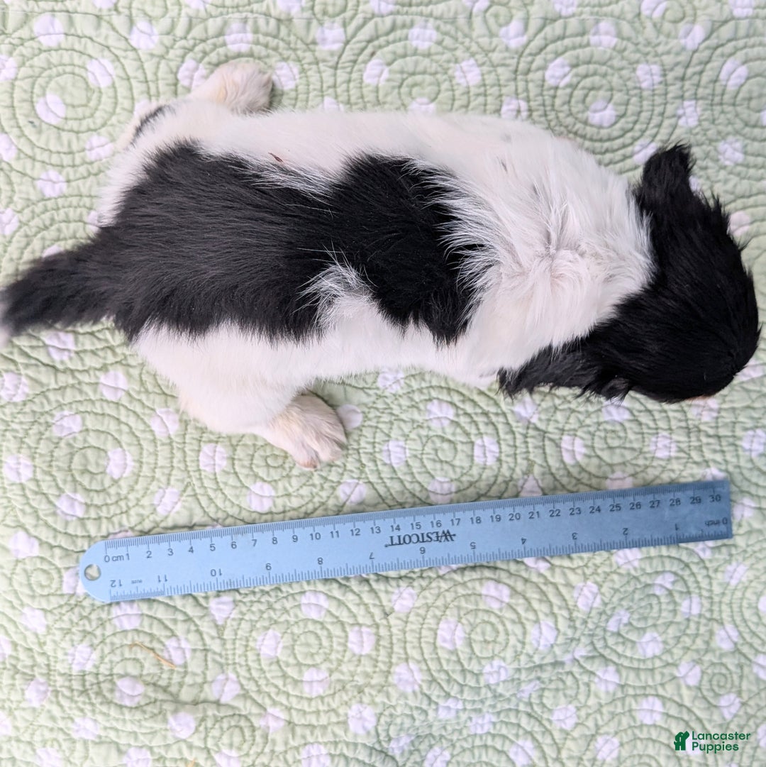 Miniature Dachshund dogs for sale: Pie - Ad 7