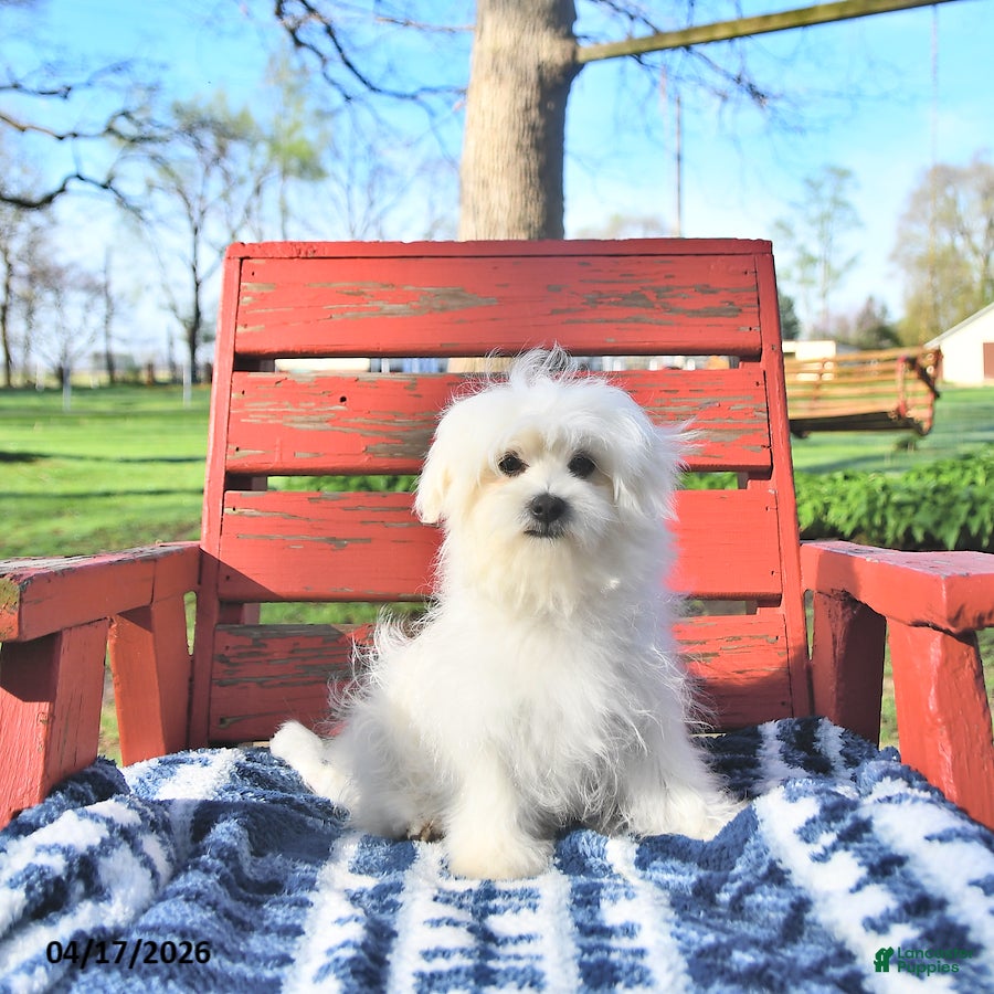 Maltese dogs Finn EXTRA SMALL - Ad 2