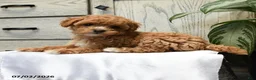 Shihpoo dogs for sale: Harper - Ad 4