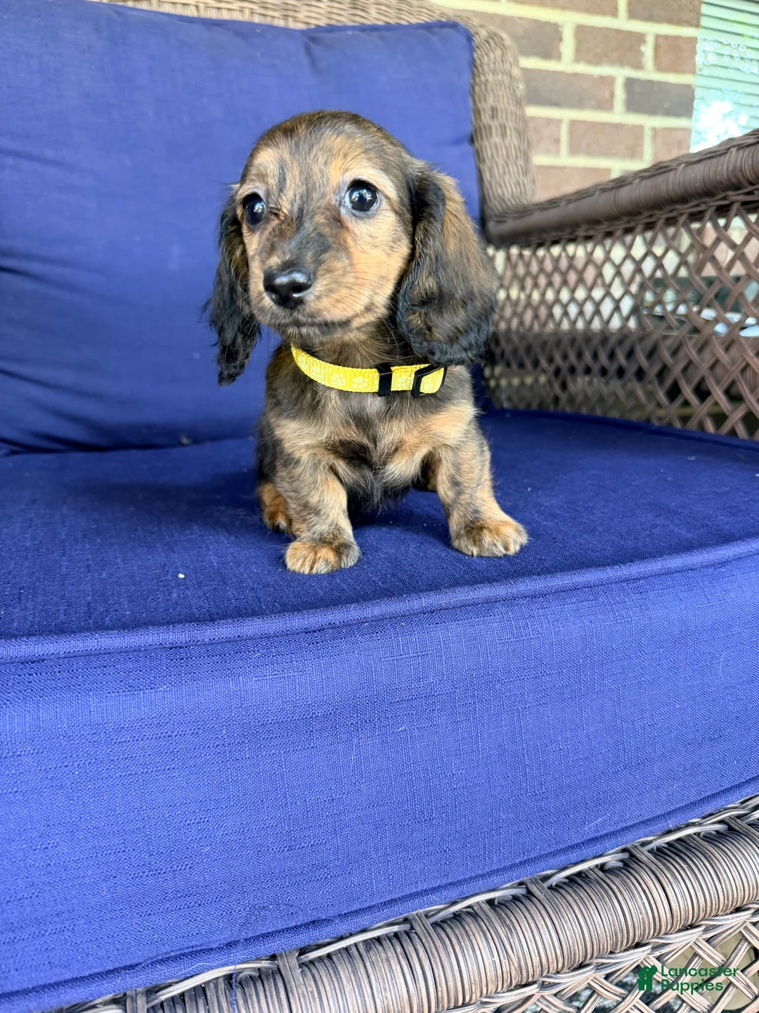 Miniature Dachshund dogs for sale: Maisy - Ad 2