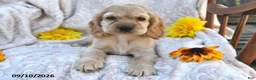 English Cocker Spaniel dogs for sale: Ricky Boy - Ad 3