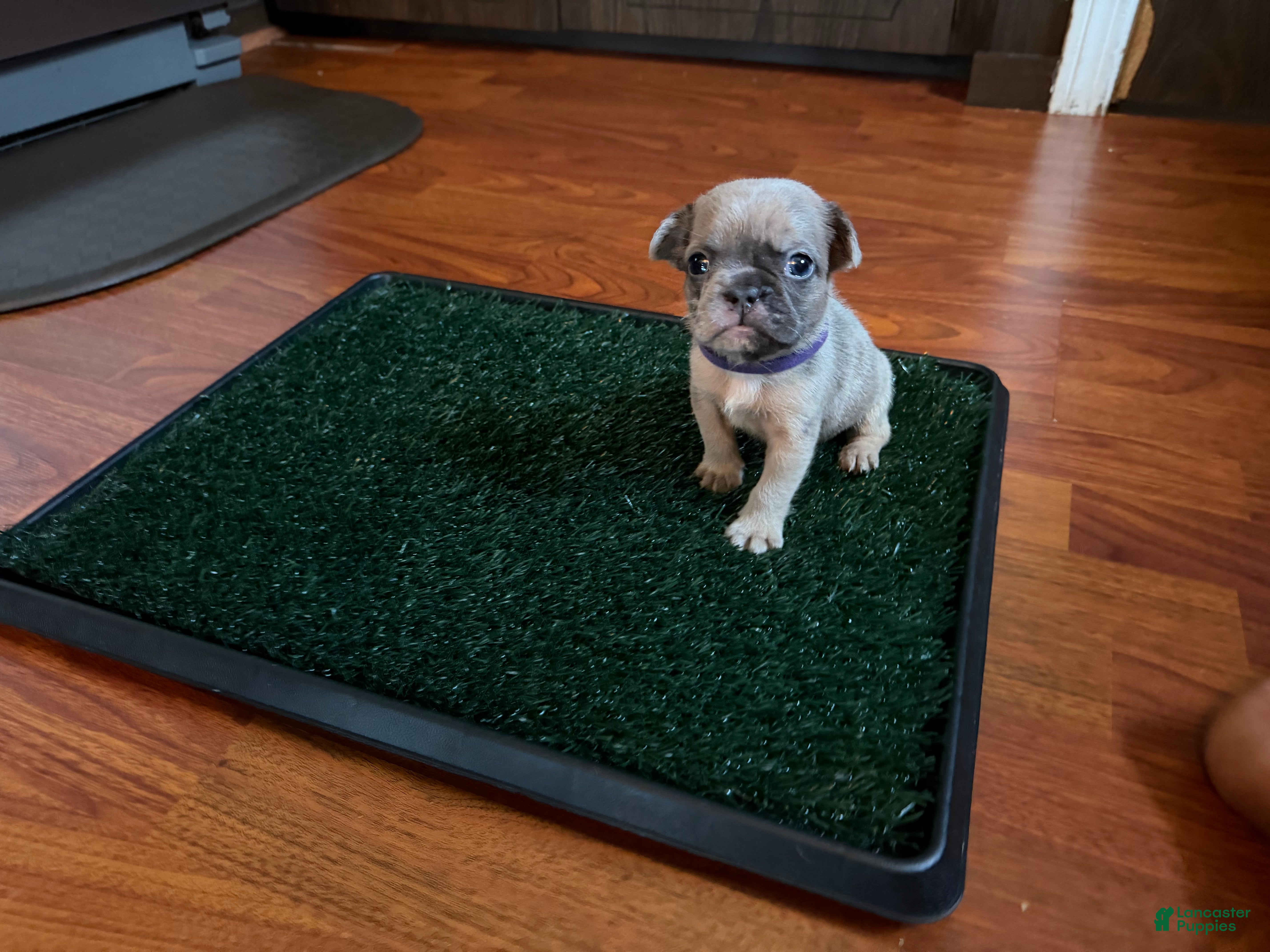 French Bulldog dogs olivia  - Ad 36