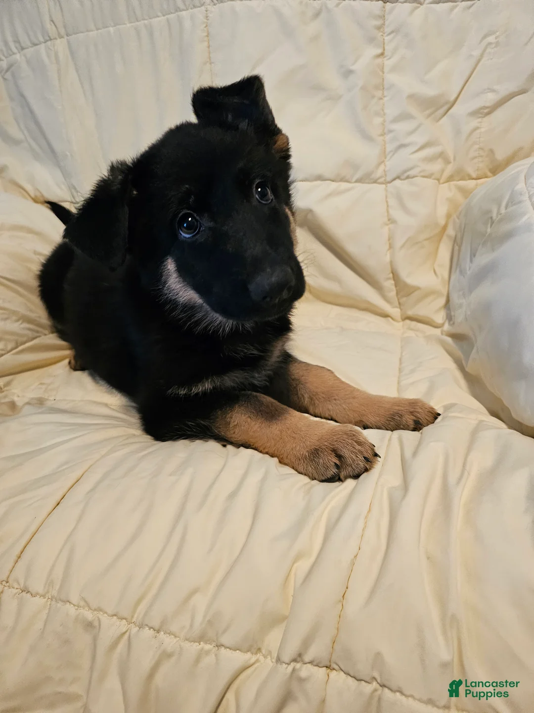 German Shepherd dogs for sale: Pink Collar - Ad 2