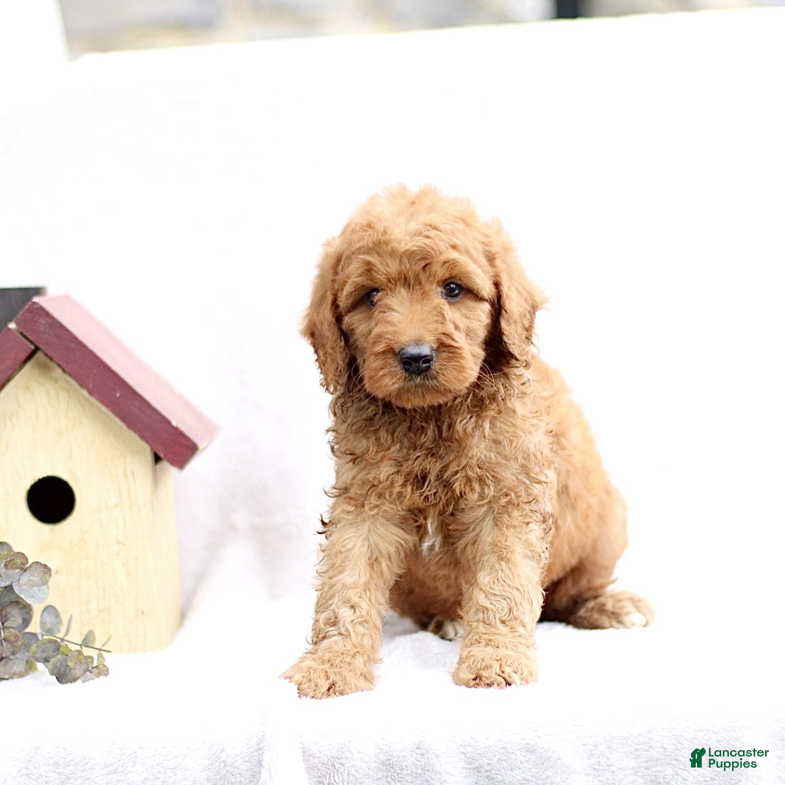 Mini Goldendoodle dogs Layla  - Ad 2