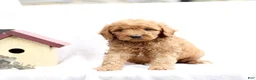 Mini Goldendoodle dogs for sale: Layla  - Ad 2