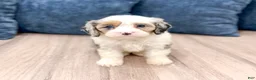 Cavapoo dogs for sale: Jewel - Ad 3