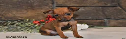 Miniature Pinscher dogs for sale: Ace - Ad 3