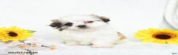 Malshi dogs for sale: Blake - Ad 3