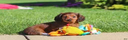 Miniature Dachshund dogs for sale: Ben - Ad 8