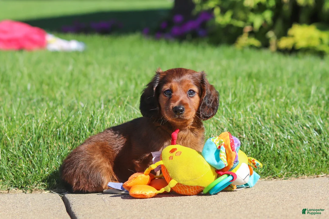 Miniature Dachshund dogs for sale: Ben - Ad 8