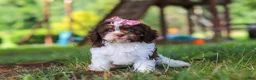 Cavapoo dogs for sale: Chloe - Ad 4