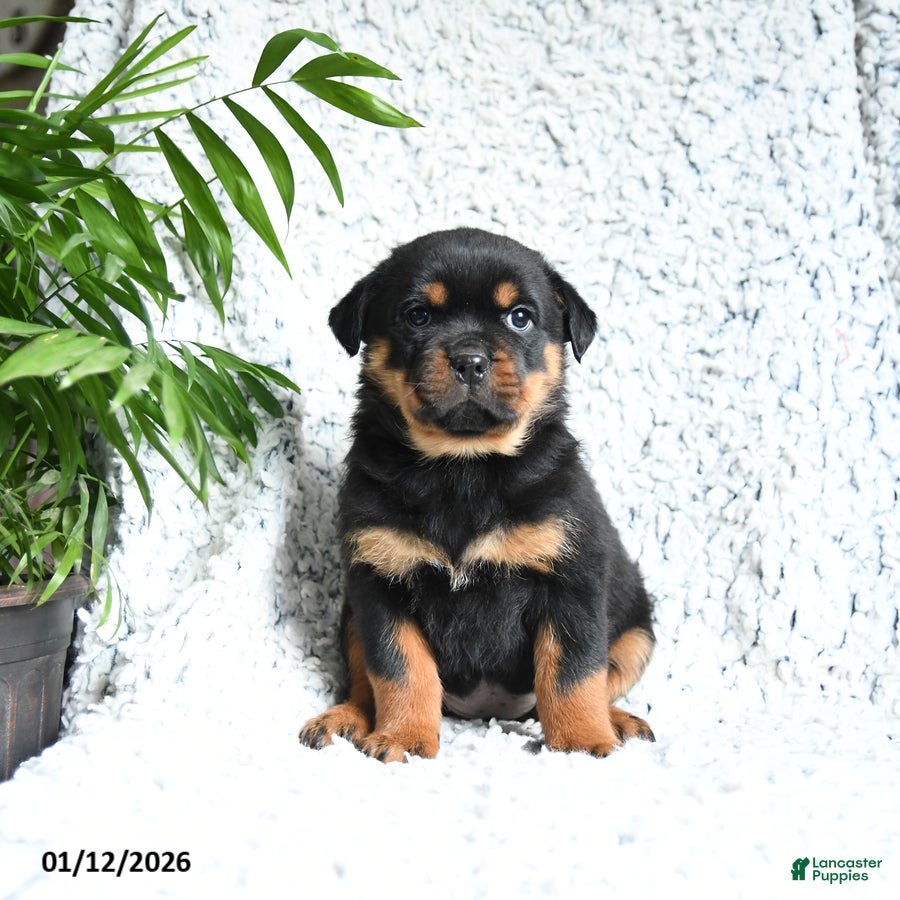 Rottweiler dogs Zinnia - Ad 10