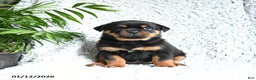 Rottweiler dogs for sale: Zinnia - Ad 2
