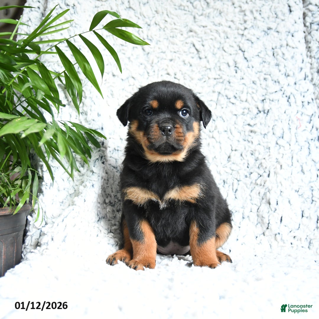 Rottweiler dogs for sale: Zinnia - Ad 2