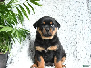Rottweiler dogs Zinnia - Ad 10