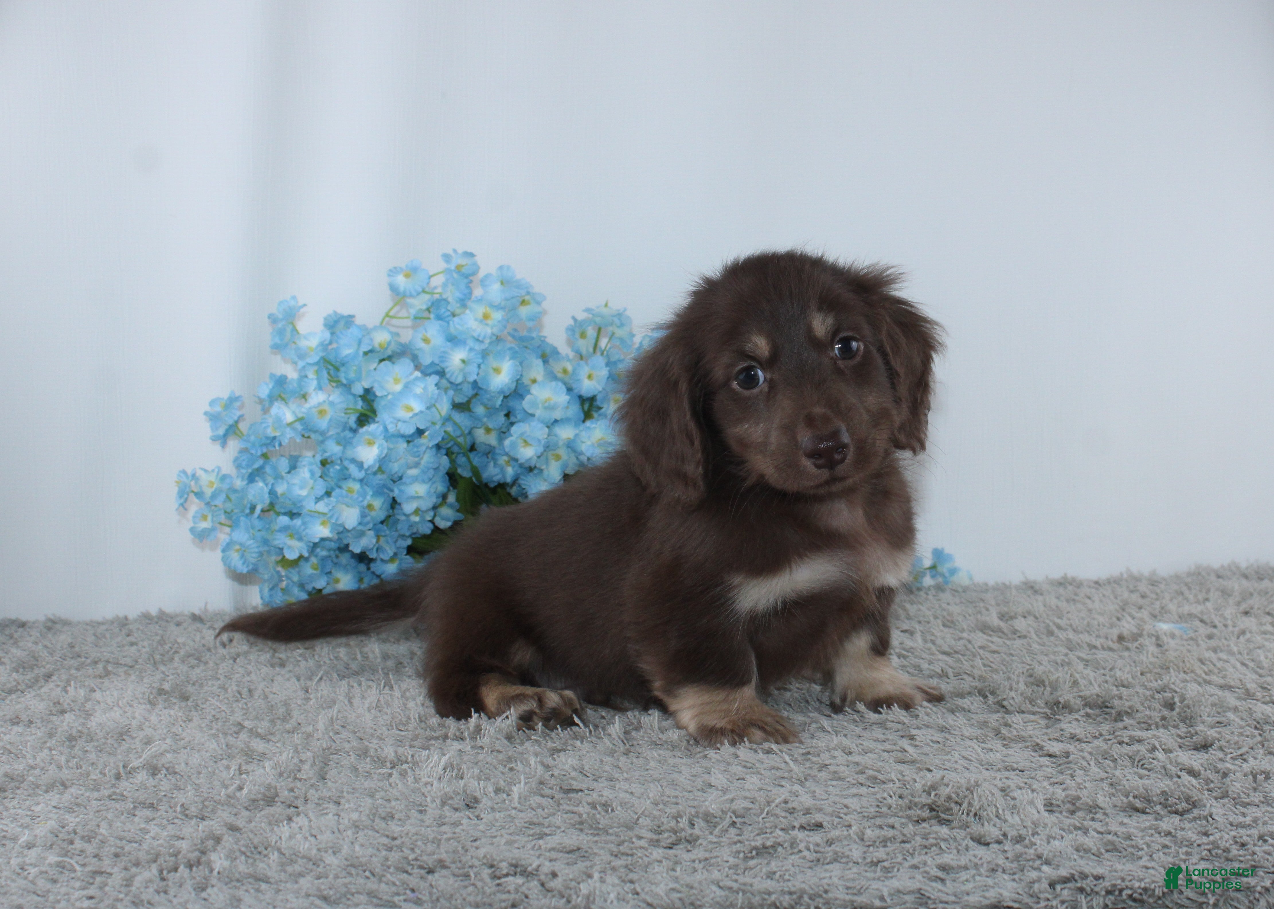 Miniature Dachshund dogs for sale: Jason - Ad 2