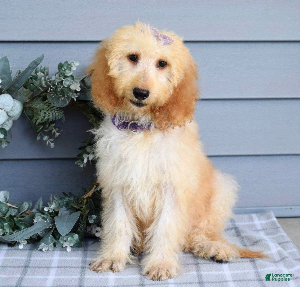 Goldendoodle dogs Millie - Ad 1